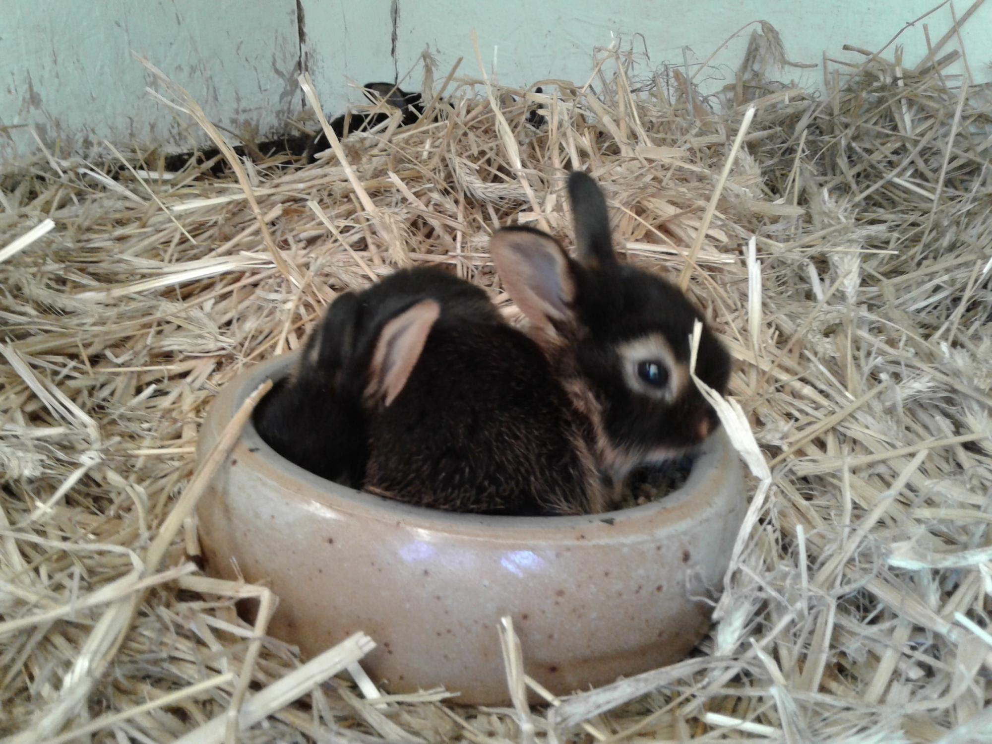 Meine Widderzucht - Giftige Pflanzen für Kaninchen