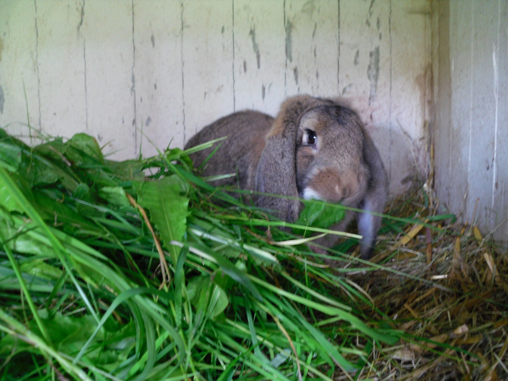 49++ Giftige pflanzen fuer kaninchen mit bildern , Meine Widderzucht Giftige Pflanzen für Kaninchen