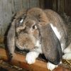 kaninchen-12-108-a-1.jpg